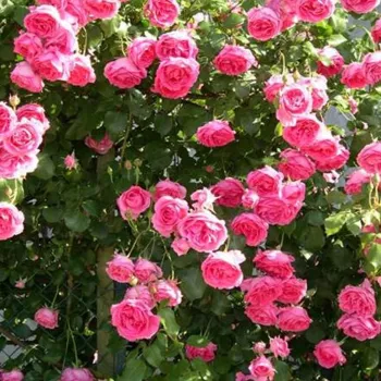 Rózsaszín - climber, futó rózsa - közepesen illatos rózsa - pézsmás aromájú