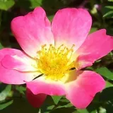 Rózsaszín - talajtakaró rózsa - Online rózsa vásárlás - Rosa Pink Drift® - nem illatos rózsa