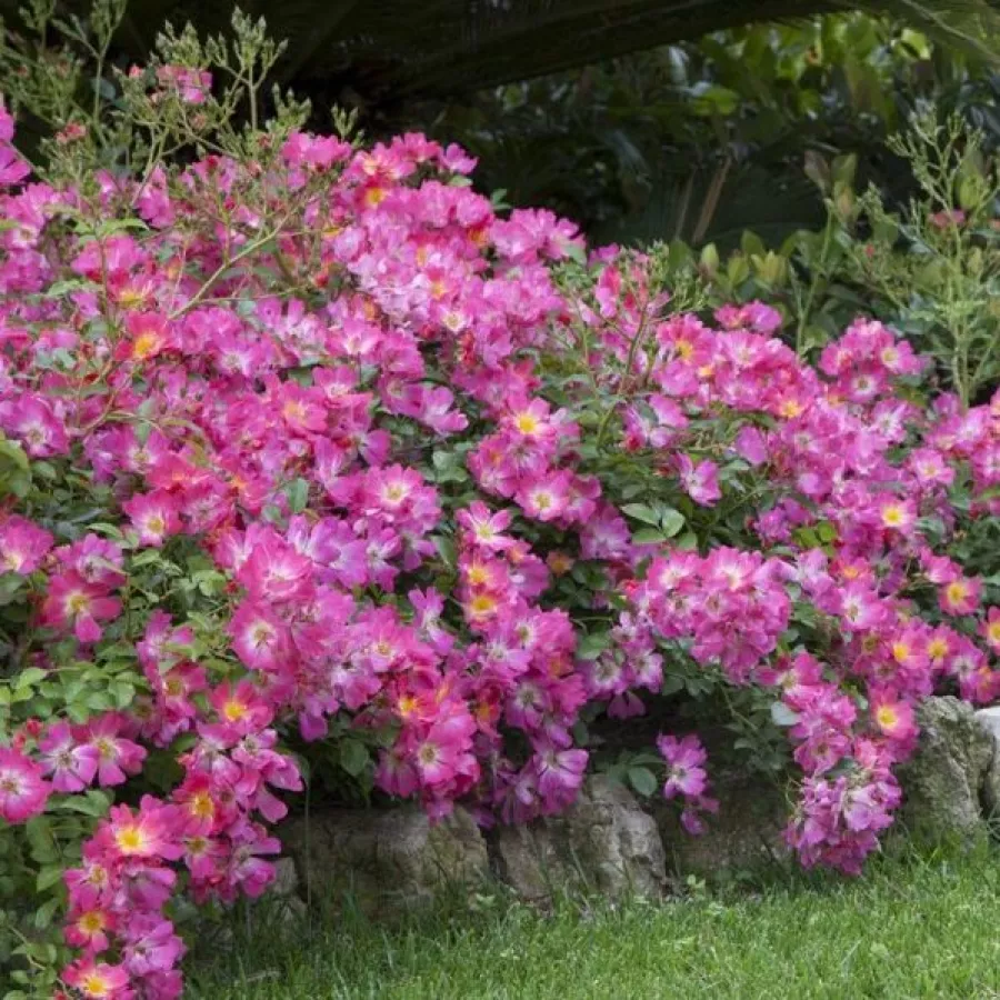MEIjocos - Rosa - Pink Drift® - Produzione e vendita on line di rose da giardino