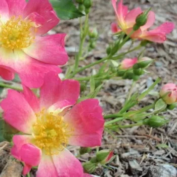 Rosa Pink Drift® - roze - stamrozen - Stamroos - Eenvoudige bloemen