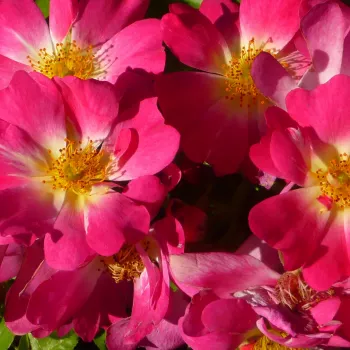 Pedir rosales - rosa - árbol de rosas de flor simple - rosal de pie alto - Pink Drift® - rosa sin fragancia