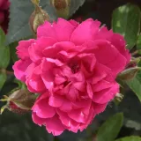 Parková ruža - ružová - mierna vôňa ruží - škorica - Rosa Pink Grootendorst - Ruže - online - koupit