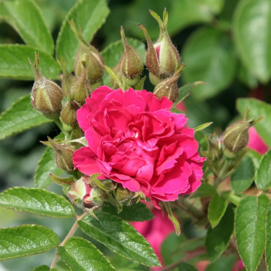 Trandafir cu parfum discret - Trandafiri - Pink Grootendorst - Trandafiri online