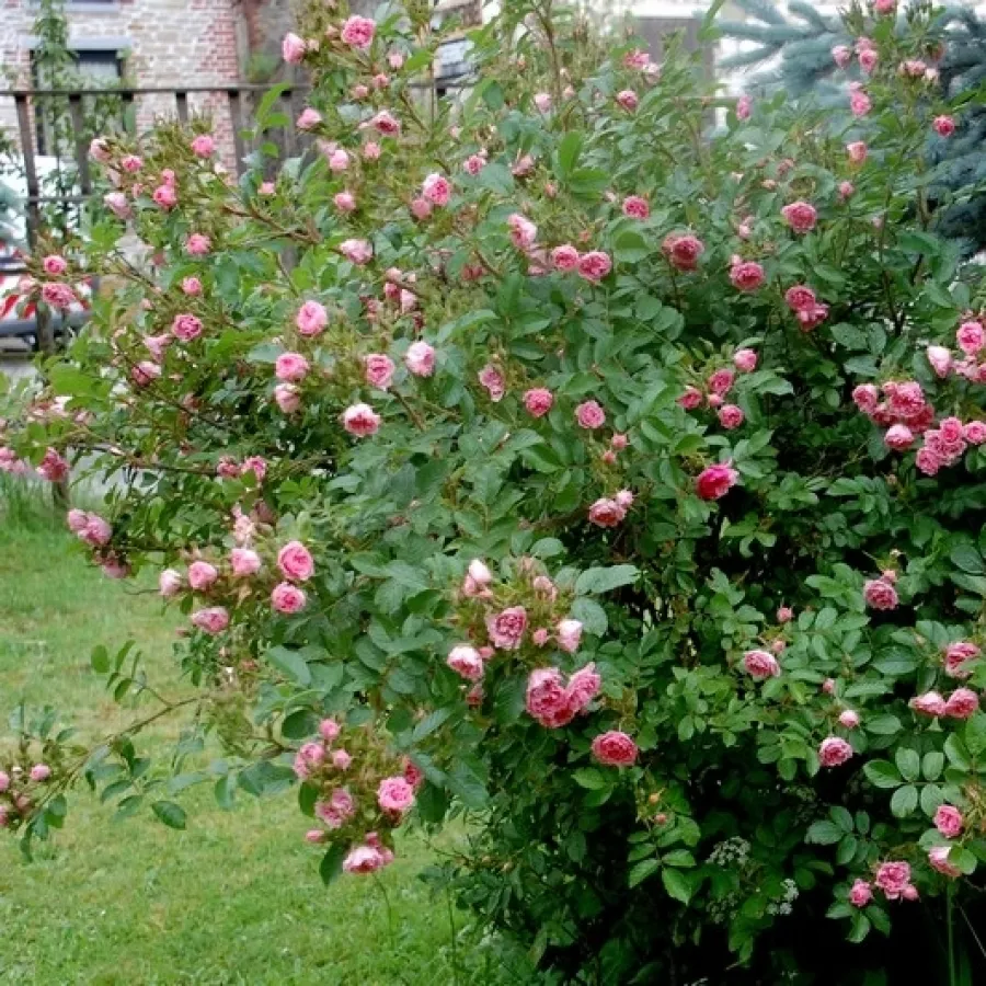 Pink Grootendorst - Rózsa - Pink Grootendorst - Online rózsa rendelés