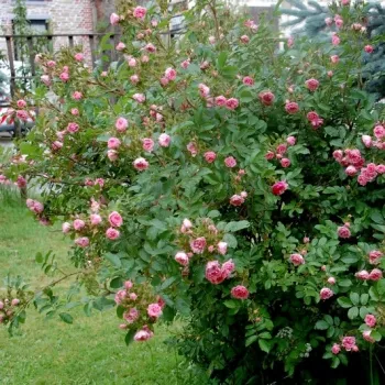 Rózsaszín - parkrózsa   (120-180 cm)