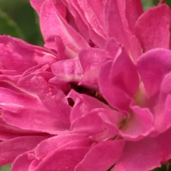 Rosen Shop - park und strauchrosen - rosa - Rosa Pink Grootendorst - diskret duftend - F.J. Grootendorst - Geeignet für Hecken, gemischte Randbeete und Schnittblume. Verkraftet Halbschatten und strakes Zurückschneiden.