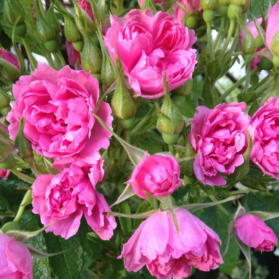F.J. Grootendorst - Rosa - Pink Grootendorst - rosal de pie alto