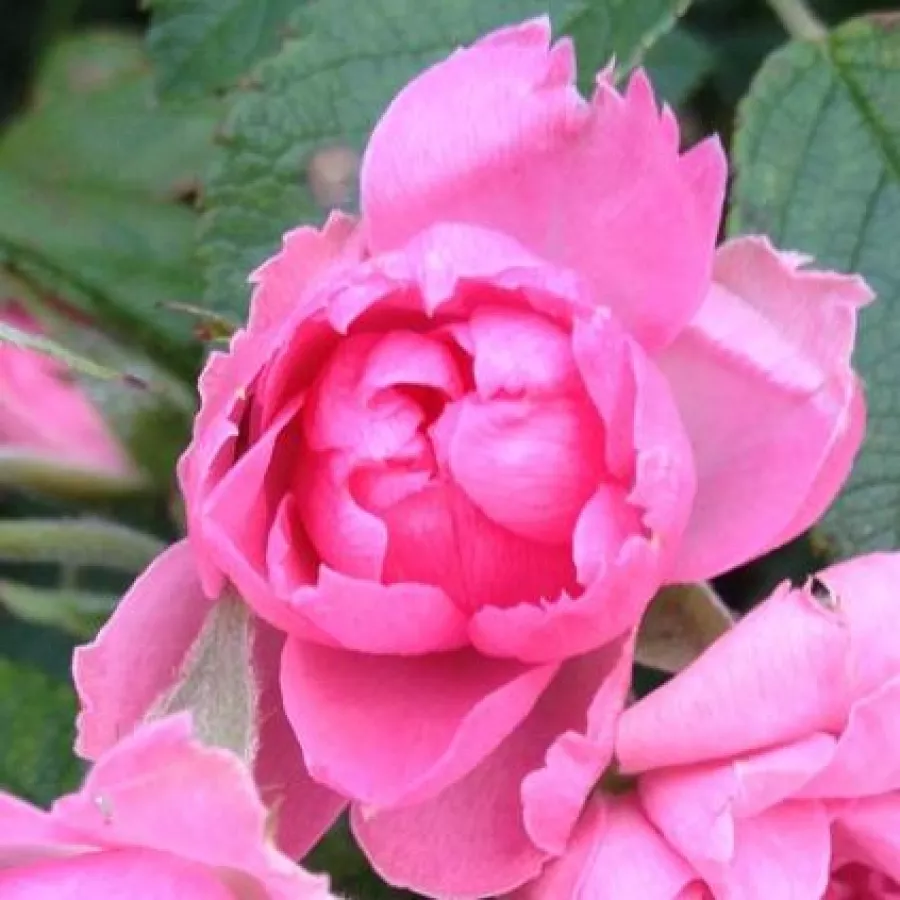 Angolrózsa virágú- magastörzsű rózsafa - Rózsa - Pink Grootendorst - Kertészeti webáruház
