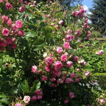 Średnio różowy  - róża pienna - Róże pienne - z kwiatami róży angielskiej