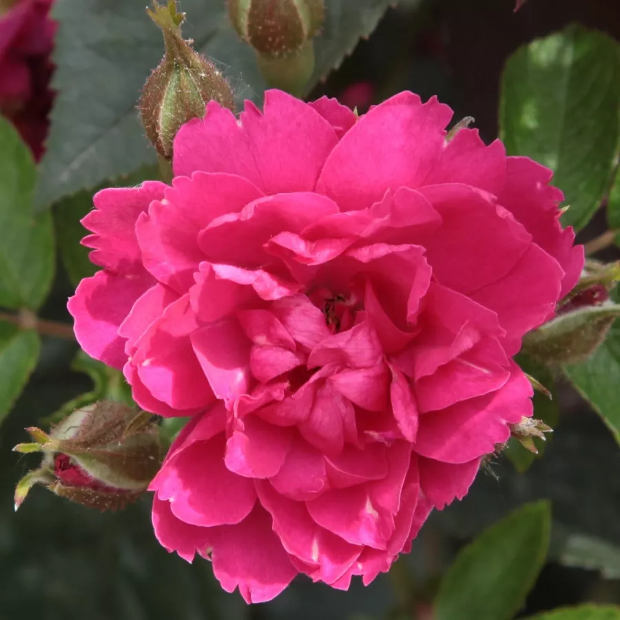 Trandafir cu parfum discret - Trandafiri - Pink Grootendorst - comanda trandafiri online