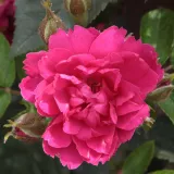 Parková ruža - ružová - Rosa Pink Grootendorst - mierna vôňa ruží - škorica