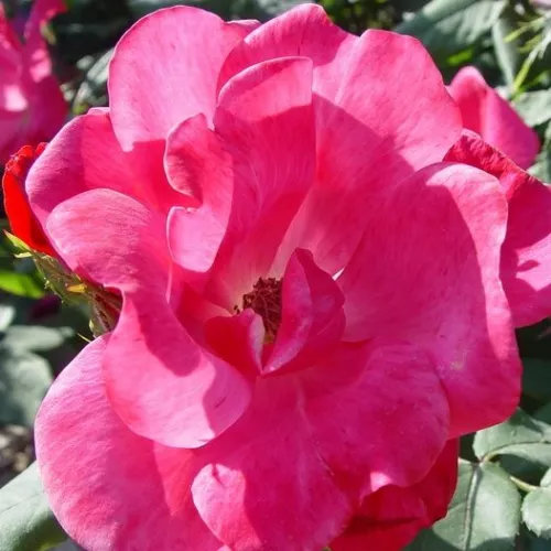 Pink Knock Out®