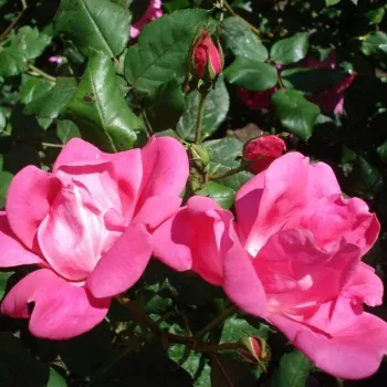 PINK KNOCK OUT® – rózsaszín virágágyi floribunda rózsa - Radler
