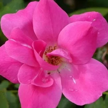 Online rózsa kertészet - rózsaszín - nagyon gyenge, diszkrét illatú rózsa - Pink Knock Out® - virágágyi floribunda rózsa - (100-140 cm)