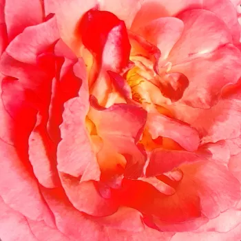 Rózsa kertészet - rózsaszín - teahibrid rózsa - Pink Panther™ - diszkrét illatú rózsa - méz aromájú - (80-90 cm)