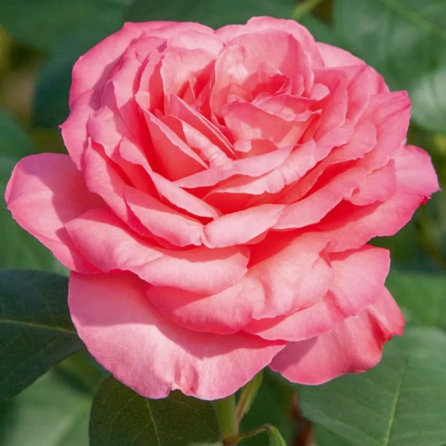 Róża wielkokwiatowa - Hybrid Tea - Róża - Pink Panther™ - Szkółka Róż Rozaria