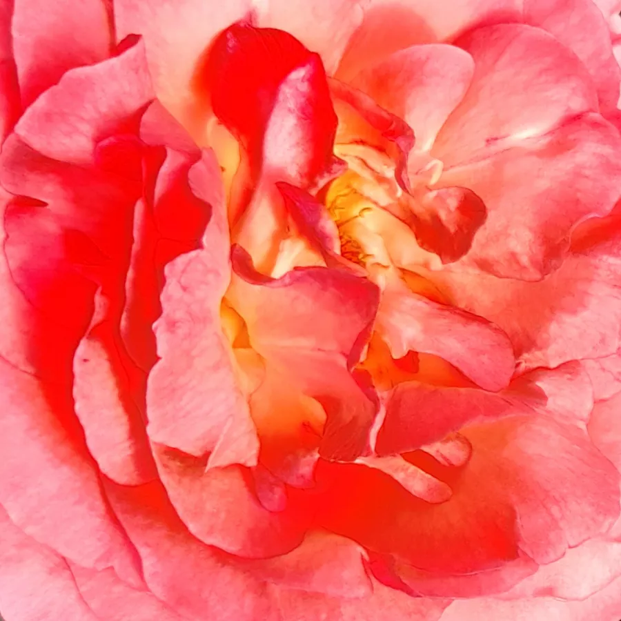 Hybrid Tea - Rosa - Pink Panther™ - Produzione e vendita on line di rose da giardino