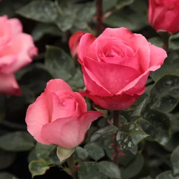 Rosa Pink Panther™ - ružová - stromčekové ruže - Stromkové ruže s kvetmi čajohybridov