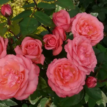 Roz cu marginile roșu închis - trandafiri pomisor - Trandafir copac cu trunchi înalt – cu flori teahibrid