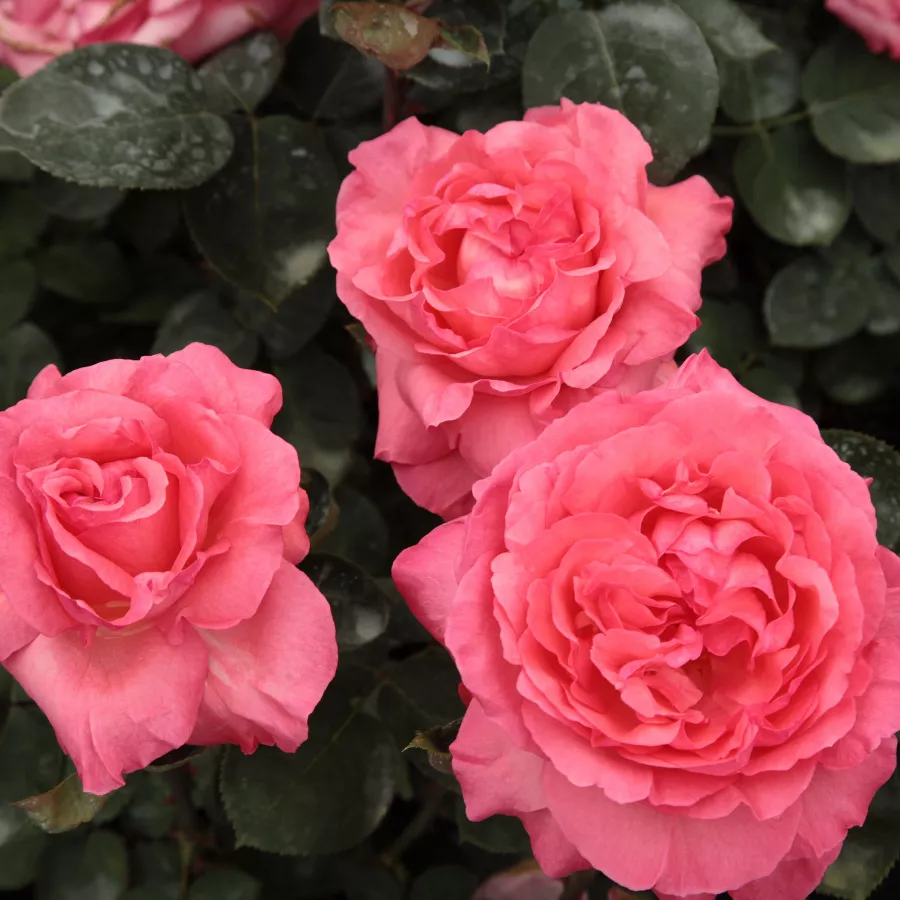 Rose Ibridi di Tea - Rosa - Pink Panther™ - produzione e vendita on line di rose da giardino