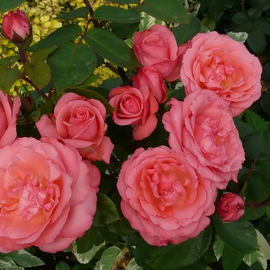 Plină, densă - Trandafiri - Pink Panther™ - comanda trandafiri online