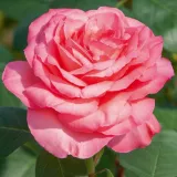 Rosiers hybrides de thé - rose - Rosa Pink Panther™ - parfum discret