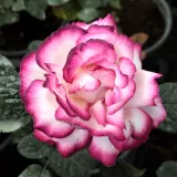 Fehér - rózsaszín - teahibrid rózsa - Online rózsa vásárlás - Rosa Atlas™ - intenzív illatú rózsa - fahéj aromájú