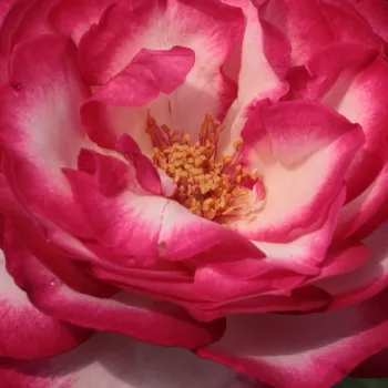 Rózsa rendelés online - fehér - rózsaszín - teahibrid rózsa - Atlas™ - intenzív illatú rózsa - fahéj aromájú - (60-80 cm)