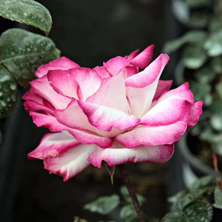 Alb - roz - Trandafiri - Atlas™ - Trandafiri online