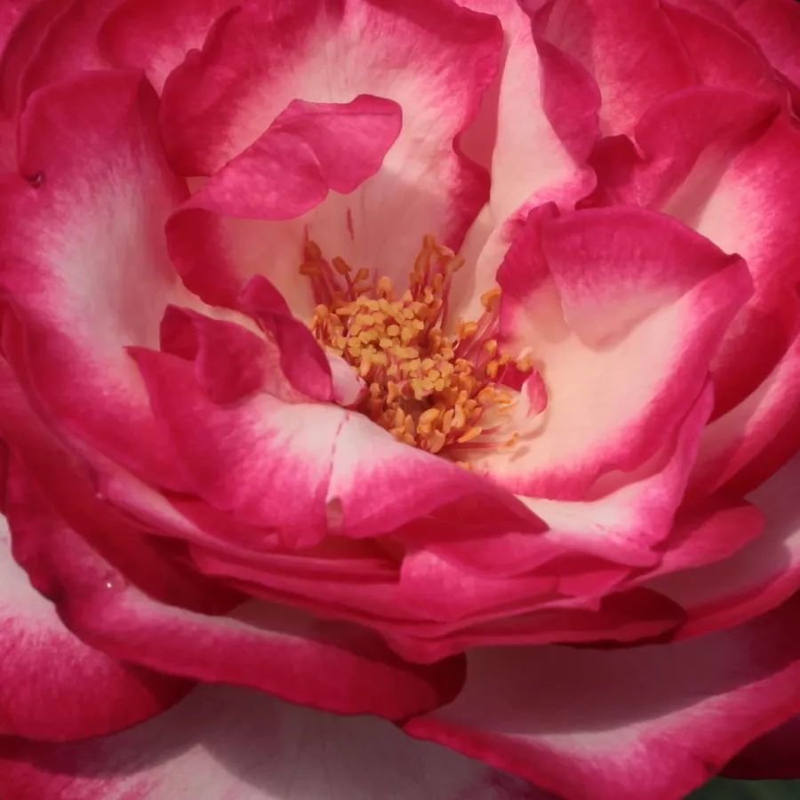 Hybrid Tea - Rosa - Atlas™ - Produzione e vendita on line di rose da giardino