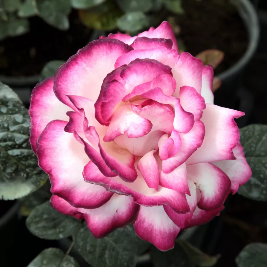 Weiß - rosa - Rosen - Atlas™ - 