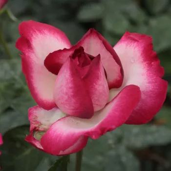 Rosa Atlas™ - fehér - rózsaszín - magastörzsű rózsa - teahibrid virágú