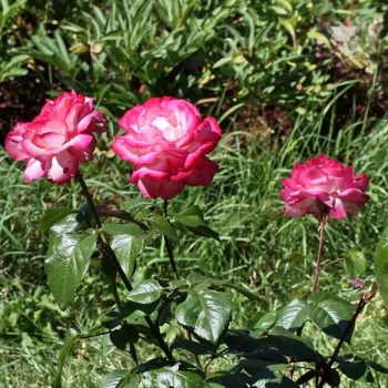 Biały z różowymi skrajami płatków  - róża pienna - Róże pienne - z kwiatami hybrydowo herbacianymi