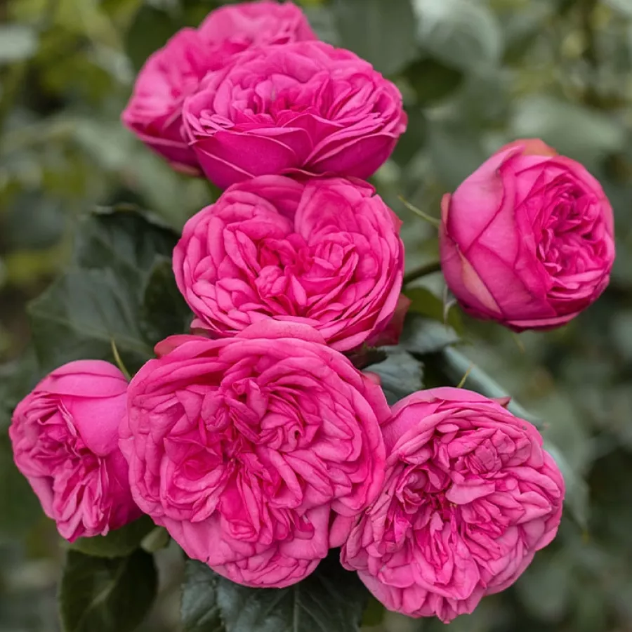 Diskreten vonj vrtnice - Roza - Moncler - vrtnice online