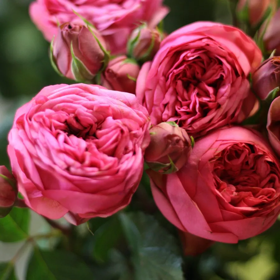 Hibridna čajevka - Ruža - Moncler - sadnice ruža - proizvodnja i prodaja sadnica