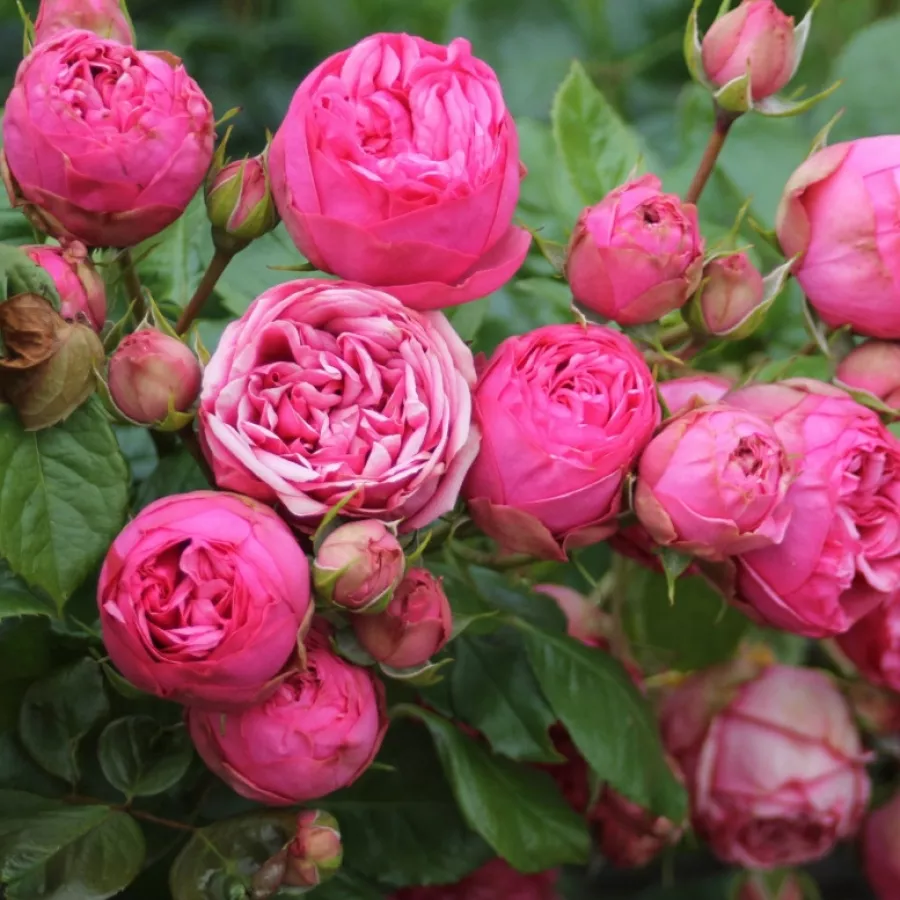 Rozetkowy - Róża - Moncler - sadzonki róż sklep internetowy - online