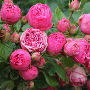 Rosa Moncler - rózsaszín - teahibrid rózsa