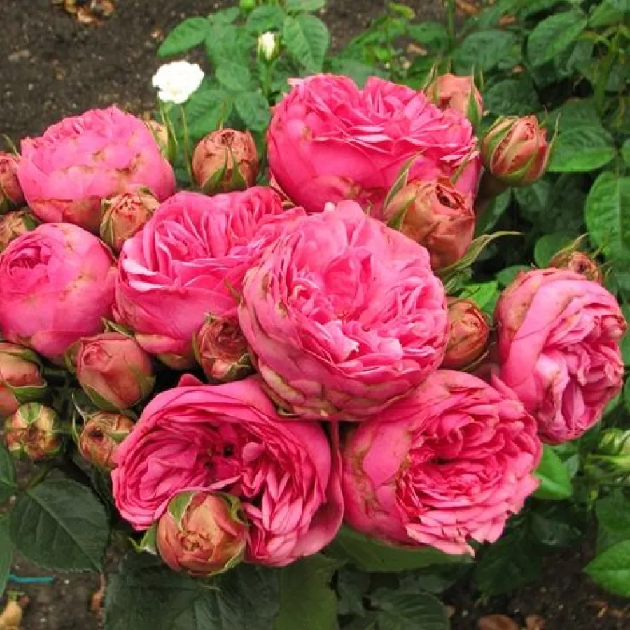 HIBRIDNA ČAJEVKA - Ruža - Moncler - naručivanje i isporuka ruža