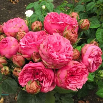 Jaskraworóżowy - hybrydowa róża herbaciana - róża o dyskretnym zapachu - zapach miodu