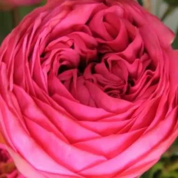 Online rózsa kertészet - rózsaszín - Moncler - teahibrid rózsa - diszkrét illatú rózsa - méz aromájú - (100-130 cm)