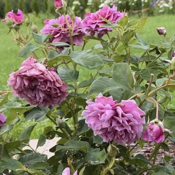 YUMEMURASAKI – lila virágágyi floribunda rózsa - Kawai