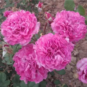 Középlila árnyalat, finom rózsás tónussal. - virágágyi floribunda rózsa - nagyon erős, kertet betöltő illatú rózsa - friss, citrusos aromájú