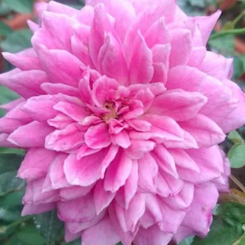 Rózsa rendelés online - lila - nagyon erős, kertet betöltő illatú rózsa - Yumemurasaki - virágágyi floribunda rózsa - (95-125 cm)