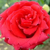 Piros - teahibrid rózsa - Online rózsa vásárlás - Rosa Red Berlin - közepesen illatos rózsa - --