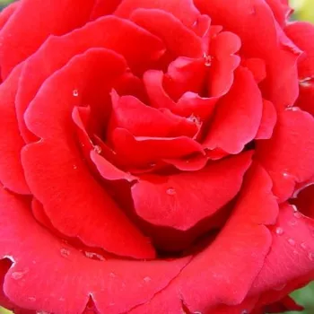 Online rózsa vásárlás - piros - teahibrid rózsa - Red Berlin - közepesen illatos rózsa - -- - (80-100 cm)
