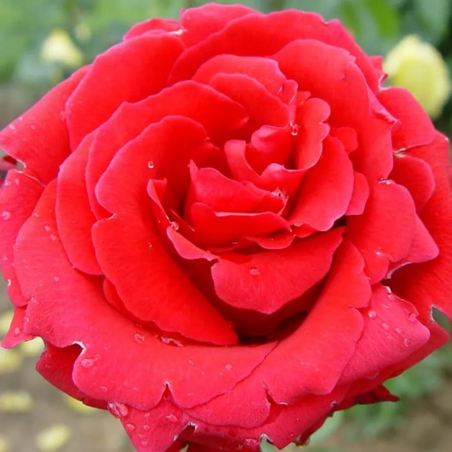 Rose Ibridi di Tea - Rosa - Red Berlin - Produzione e vendita on line di rose da giardino