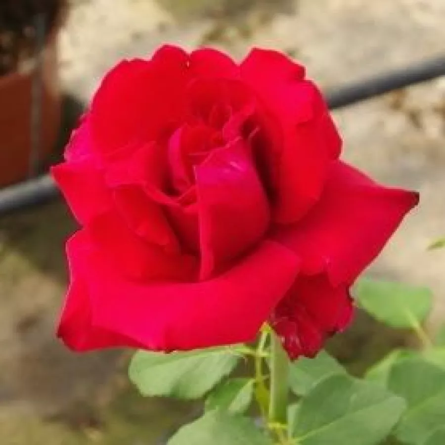 Czerwony - Róża - Red Berlin - Szkółka Róż Rozaria