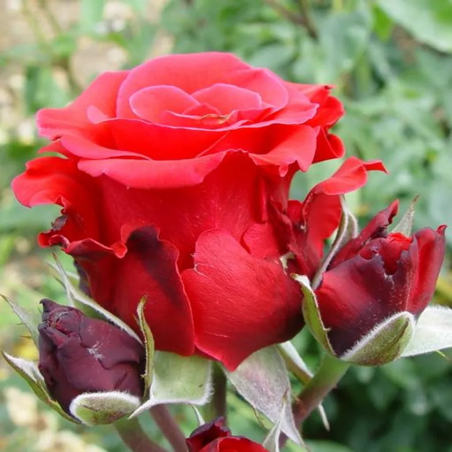 Róża ze średnio intensywnym zapachem - Róża - Red Berlin - Szkółka Róż Rozaria