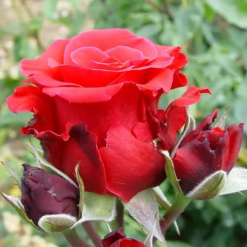 Rosa Red Berlin - rojo - árbol de rosas híbrido de té – rosal de pie alto