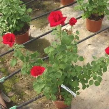 Crvena - hibridna čajevka - umjereno mirisna ruža - -